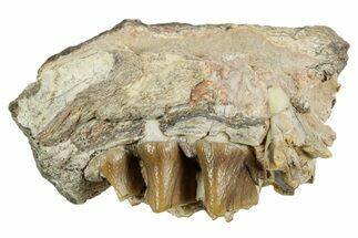 Fossil Oreodont (Merycoidodon) Jaw Section - South Dakota #364410