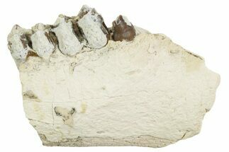 Fossil Oreodont (Merycoidodon) Jaw Section - South Dakota #364432