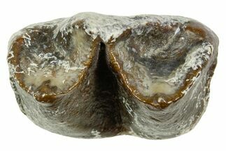 Fossil Titanothere (Megacerops) Tooth Crown - South Dakota #364454