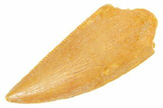 Serrated Raptor Tooth - Real Dinosaur Tooth #364712