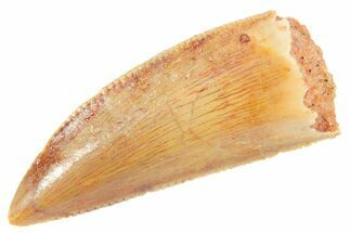 Serrated Raptor Premaxillary Tooth - Real Dinosaur Tooth #364714