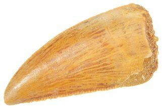 Serrated Raptor Tooth - Real Dinosaur Tooth #364718