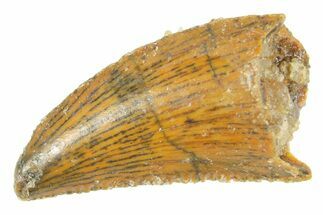 Serrated Raptor Tooth - Real Dinosaur Tooth #364724