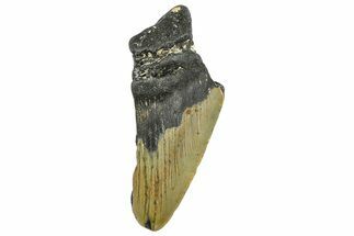 Partial, Fossil Megalodon Tooth - North Carolina #363759