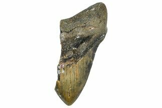 Partial, Fossil Megalodon Tooth - North Carolina #363761