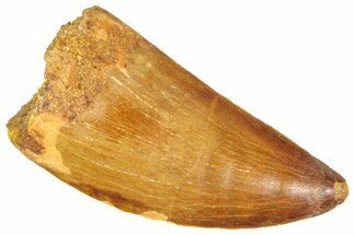 Serrated, Carcharodontosaurus Tooth - Real Dinosaur Tooth #364754