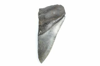 Partial Fossil Megalodon Tooth - Serrated Blade #362529