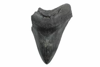 Partial Fossil Megalodon Tooth - Serrated Blade #362536