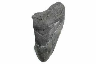 Partial Fossil Megalodon Tooth - South Carolina #362537