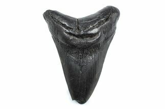 Bargain, Fossil Megalodon Tooth - South Carolina #362554