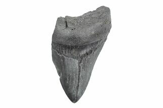 Partial Fossil Megalodon Tooth - South Carolina #362568
