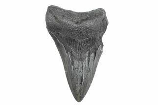 Partial Fossil Megalodon Tooth - Serrated Blade #362573
