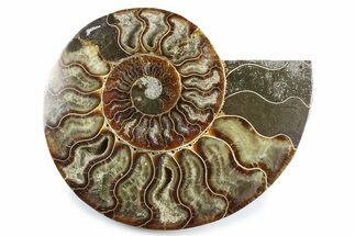 Cut & Polished Ammonite Fossil (Half) - Madagascar #364929