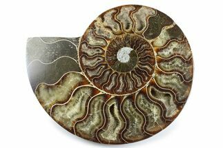 Cut & Polished Ammonite Fossil (Half) - Madagascar #364930
