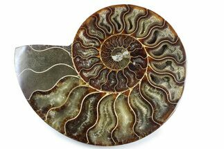 Cut & Polished Ammonite Fossil (Half) - Madagascar #364937