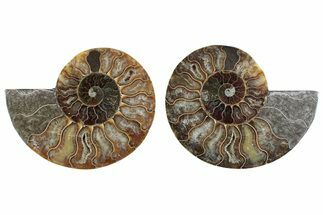 Cut & Polished Crystal-Filled Ammonite Fossil - Madagascar #364750