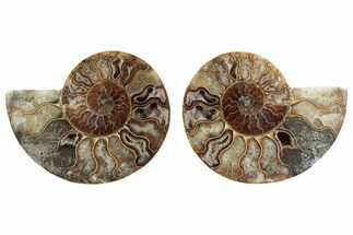 Cut & Polished Crystal-Filled Ammonite Fossil - Madagascar #364751