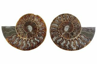 Cut & Polished Crystal-Filled Ammonite Fossil - Madagascar #364753