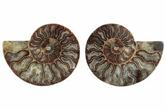 Cut & Polished Crystal-Filled Ammonite Fossil - Madagascar #364758