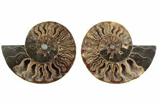Cut & Polished Crystal-Filled Ammonite Fossil - Madagascar #364761
