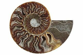 Cut & Polished Ammonite Fossil (Half) - Madagascar #364892