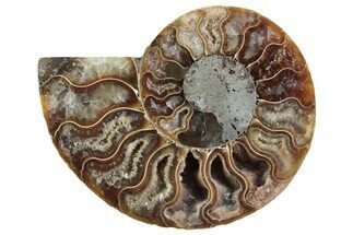Cut & Polished Ammonite Fossil (Half) - Madagascar #364901
