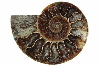 Cut & Polished Ammonite Fossil (Half) - Madagascar #364905