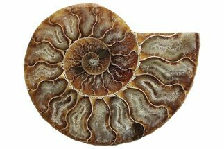 Cut & Polished Ammonite Fossil (Half) - Madagascar #364910