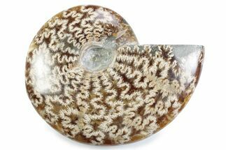 Polished Ammonite (Cleoniceras) Fossil - Madagascar #364957