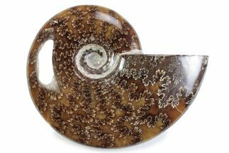 Polished Ammonite (Cleoniceras) Fossil - Madagascar #364958