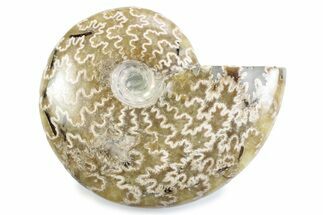 Polished Ammonite (Cleoniceras) Fossil - Madagascar #364961