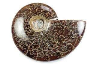 Polished Ammonite (Cleoniceras) Fossil - Madagascar #364963