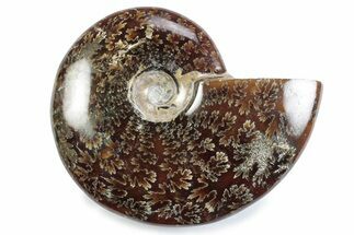 Polished Ammonite (Cleoniceras) Fossil - Madagascar #364964