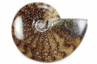 Polished Ammonite (Cleoniceras) Fossil - Madagascar #364972