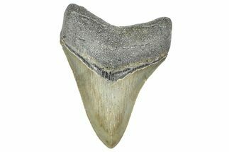 Serrated, Juvenile Megalodon Tooth - North Carolina #364980