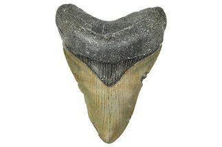 Fossil Megalodon Tooth - North Carolina #364984