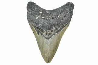 Serrated, Fossil Megalodon Tooth - North Carolina #364987