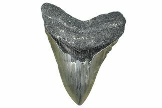 Serrated, Fossil Megalodon Tooth - North Carolina #365000