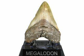 Fossil Megalodon Tooth - North Carolina #365004