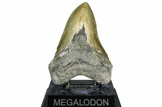 Serrated, Fossil Megalodon Tooth - North Carolina #365012