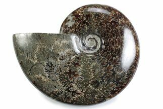 Polished Ammonite (Cleoniceras) Fossil - Madagascar #365028