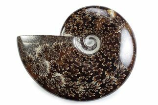 Polished Ammonite (Cleoniceras) Fossil - Madagascar #365031