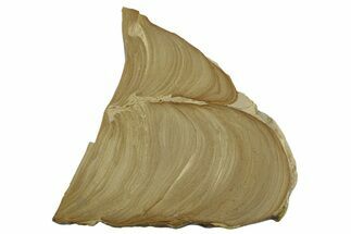 Polished Devonian Domal Stromatolite Slab - Russia #365111