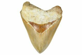Fossil Shark Teeth For Sale