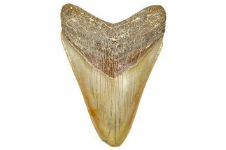 Serrated, Fossil Megalodon Tooth From Morocco - Rare Location #365181