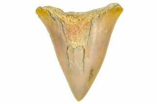 Bargain, Fossil Mako Shark Tooth - Dakhla, Morocco #365227