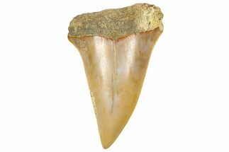 Fossil Mako Shark Tooth - Dakhla, Morocco #365240