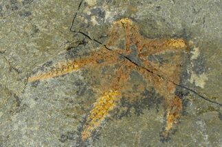 Ordovician Brittle Star (Ophiura) - Morocco #365264