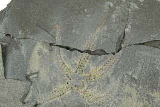 Ordovician Brittle Star (Ophiura) - Morocco #365270