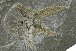 Ordovician Brittle Star (Ophiura) - Morocco #365274